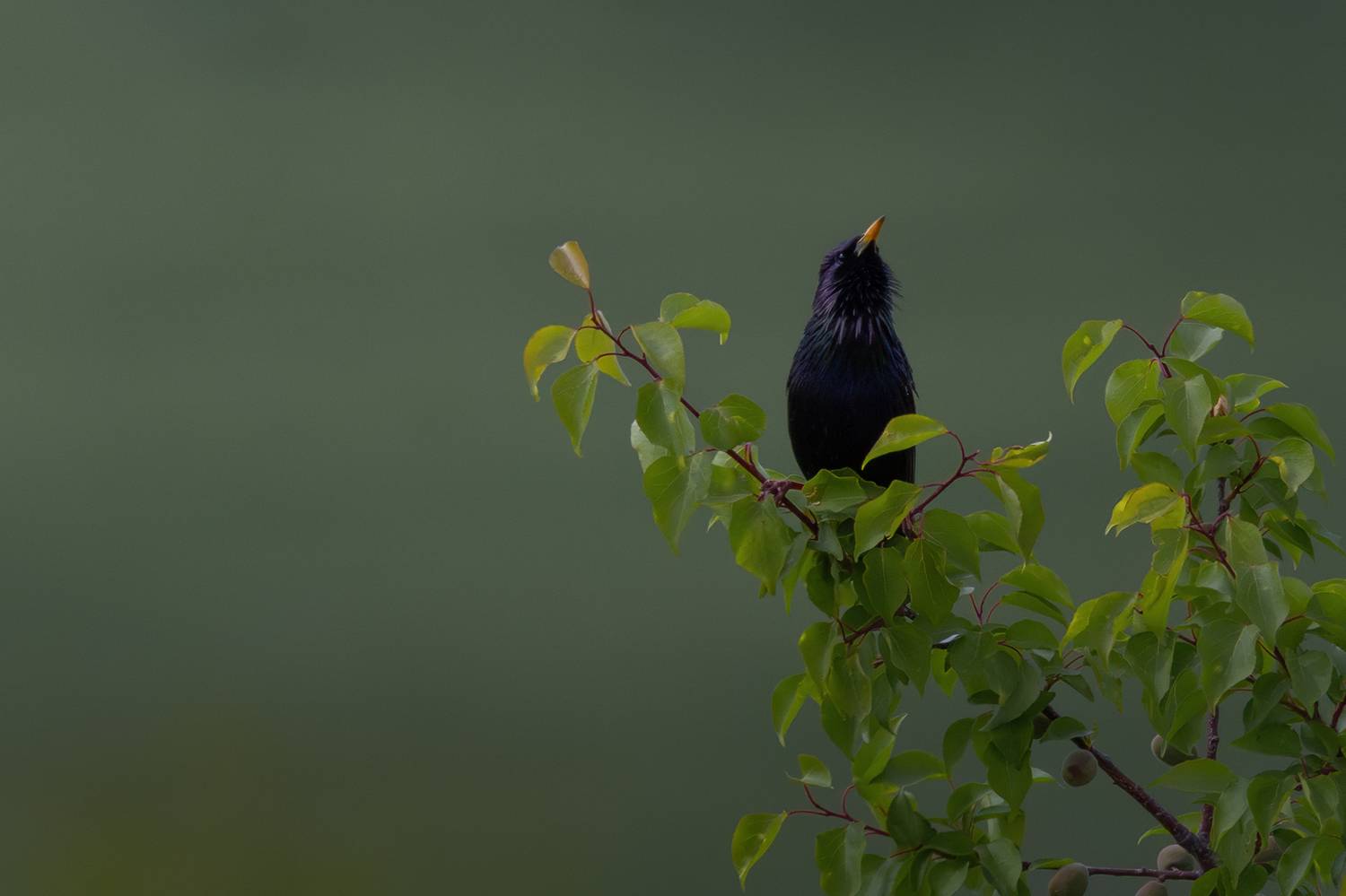 , Марат Кучкаев