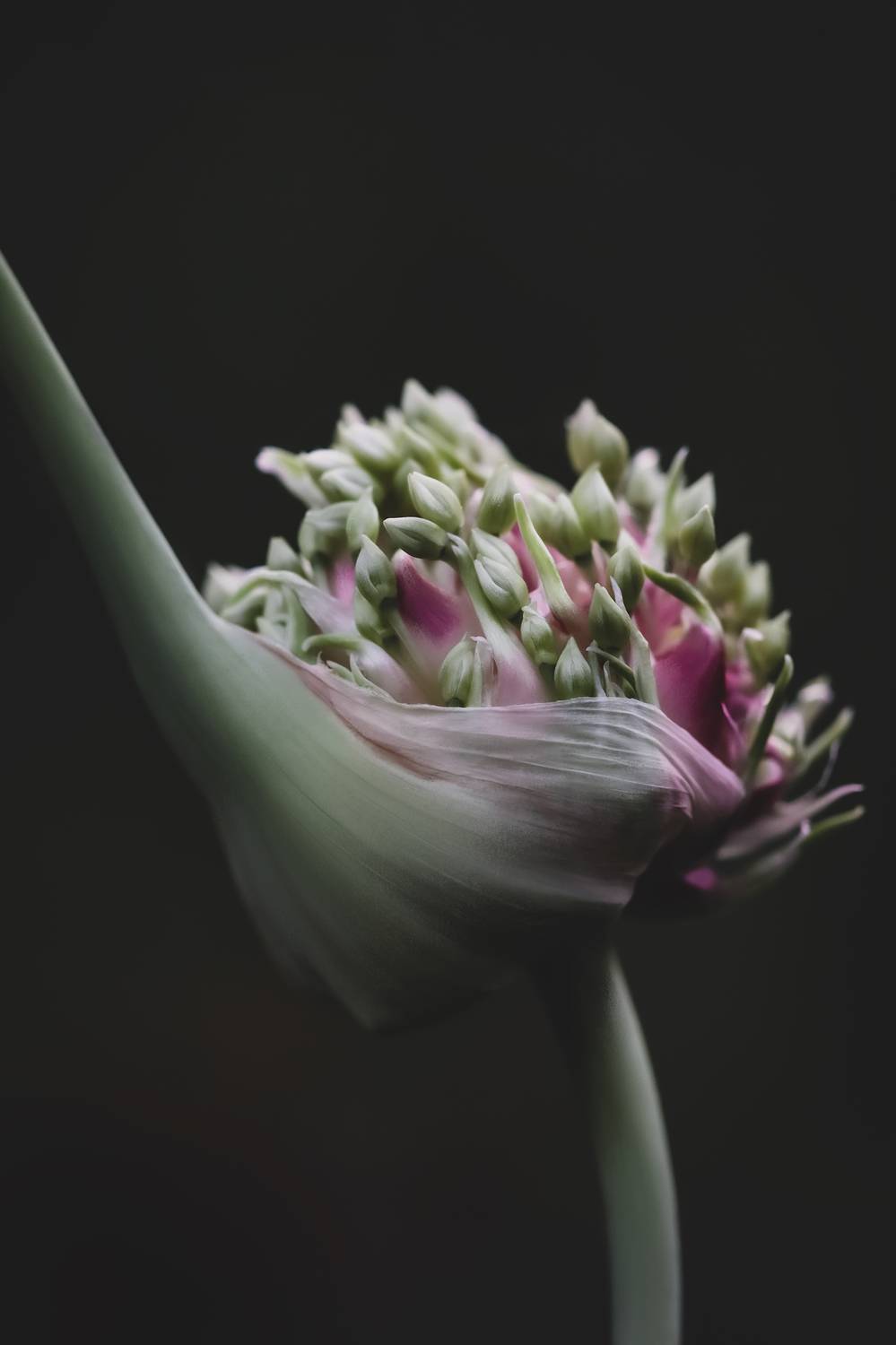 garlic, flower, чеснок, G Eirene