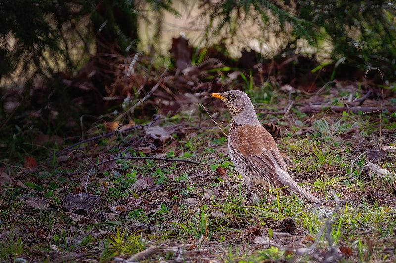 Дрозд рябинник фото превью