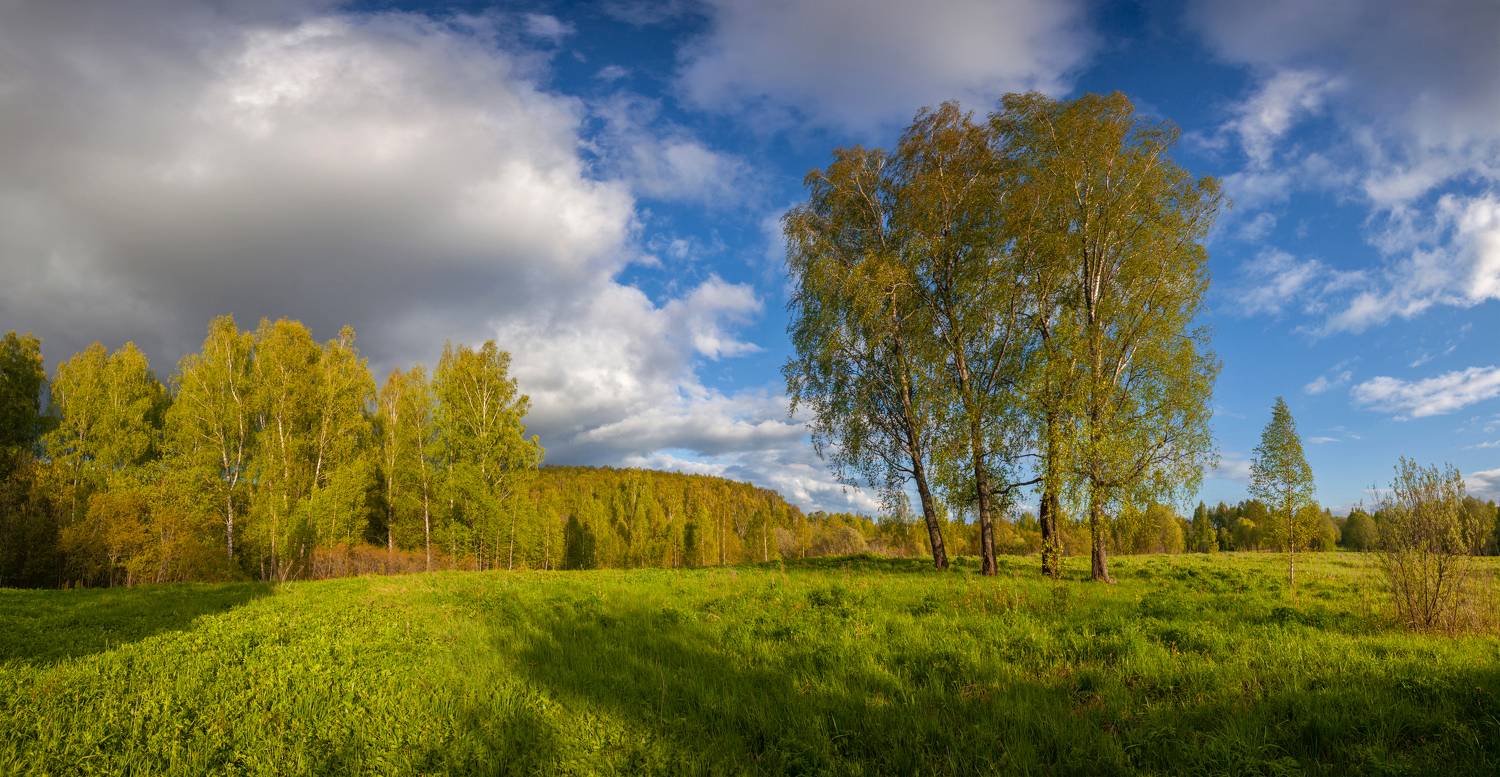 весна, лес, облака, поле, Свистков Александр