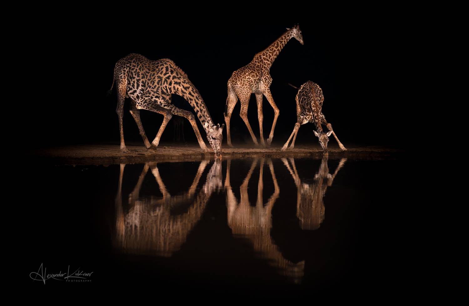 жираф, кения, водопой, Александр Кукринов