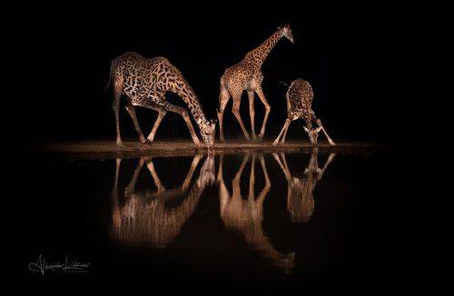 Жирафометрия...