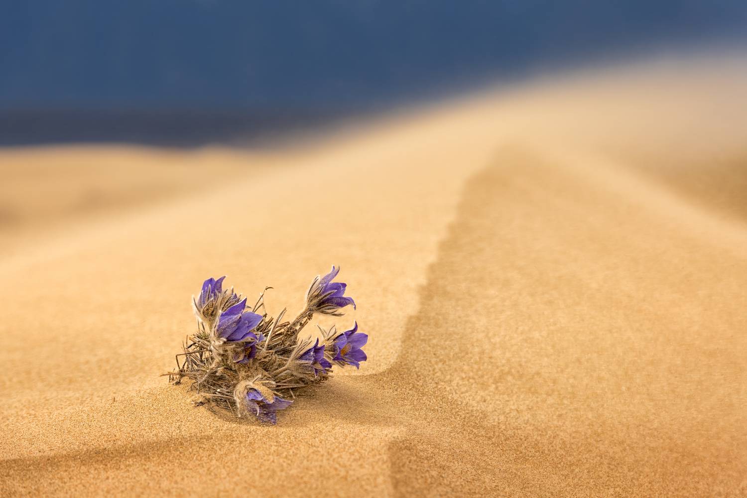 , Максим Евдокимов