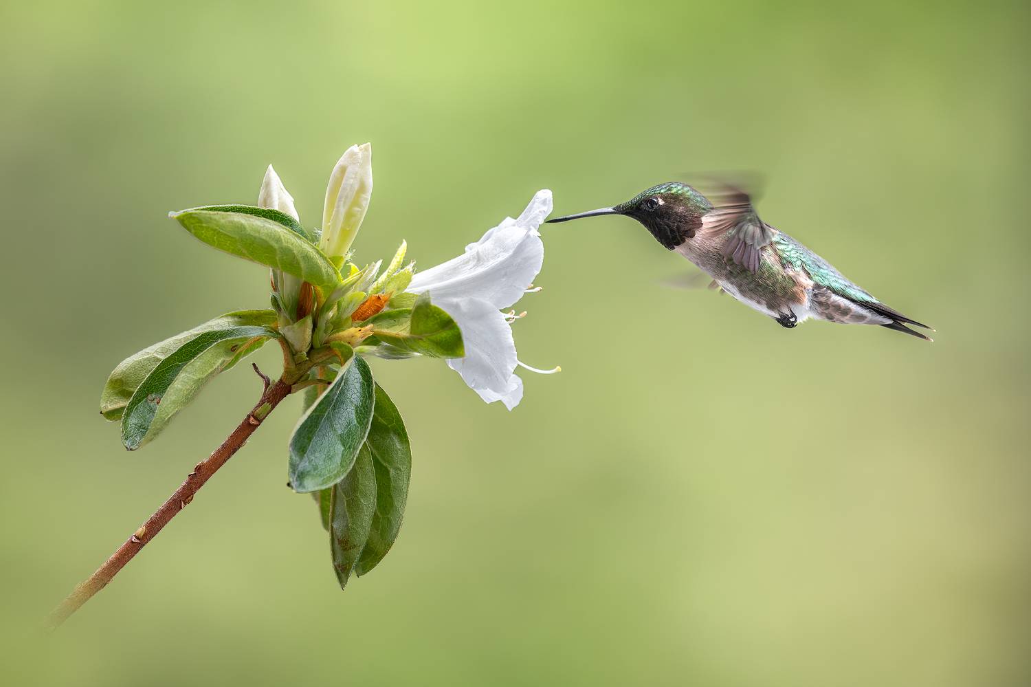 bird, humming, hummingbird, hummingbirds, hummer, rufous, nature, animals, wild, action, dynamic, Atul Saluja