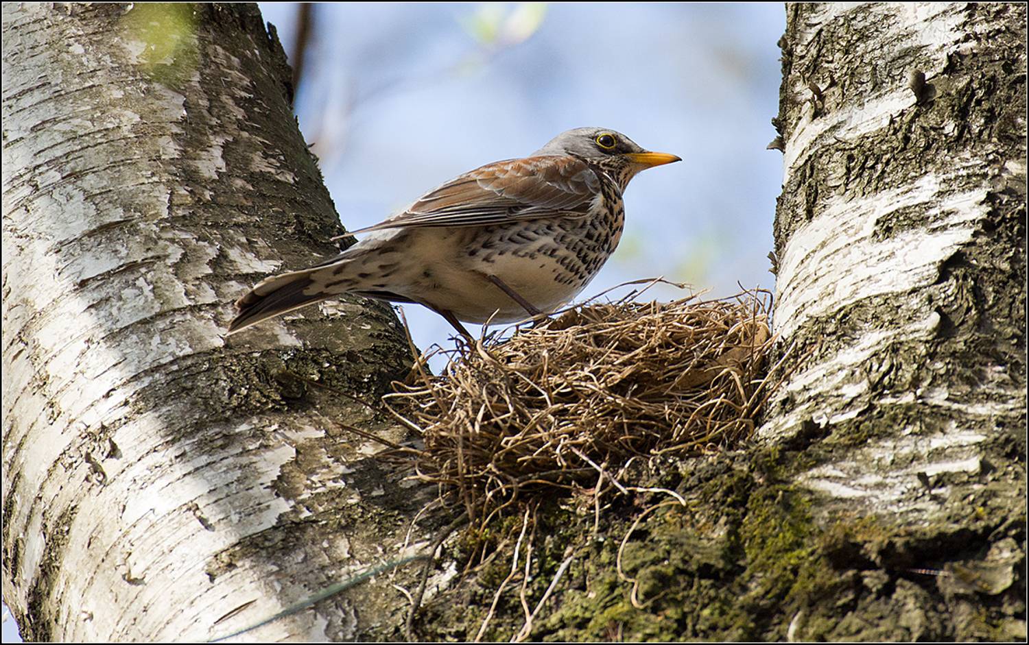 москва, парк, птица, АНАТОЛИЙ ДОВЫДЕНКО