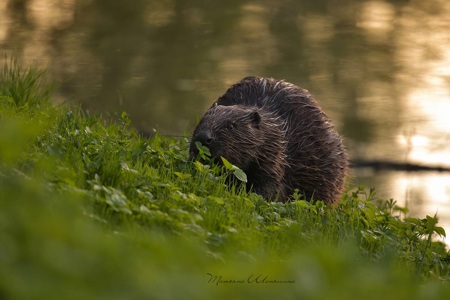 , Татьяна Шаньшина