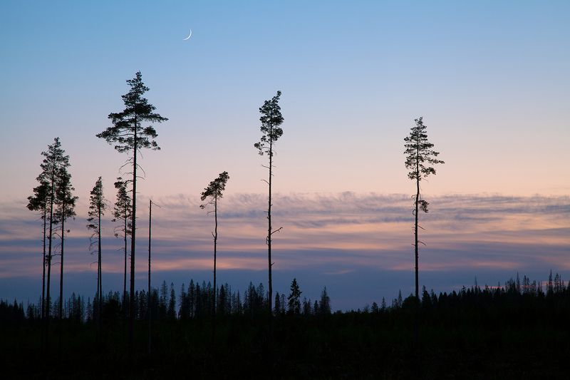 trees, night, white night, russia White night фото превью