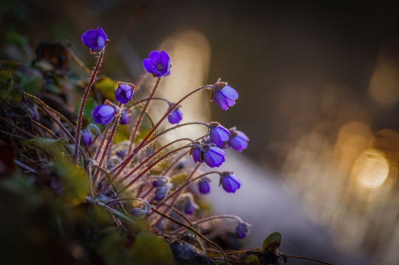 Про разгар весны, лесные мотивы и весенние цветочки - Печеночницу фото превью