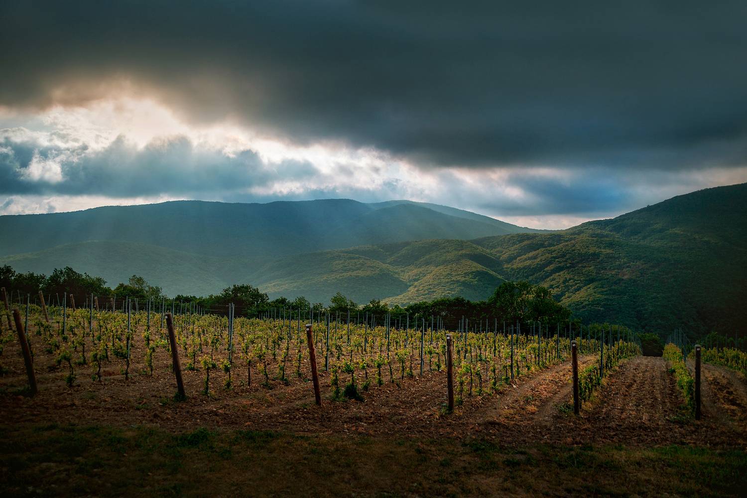 , Чурляев Максим