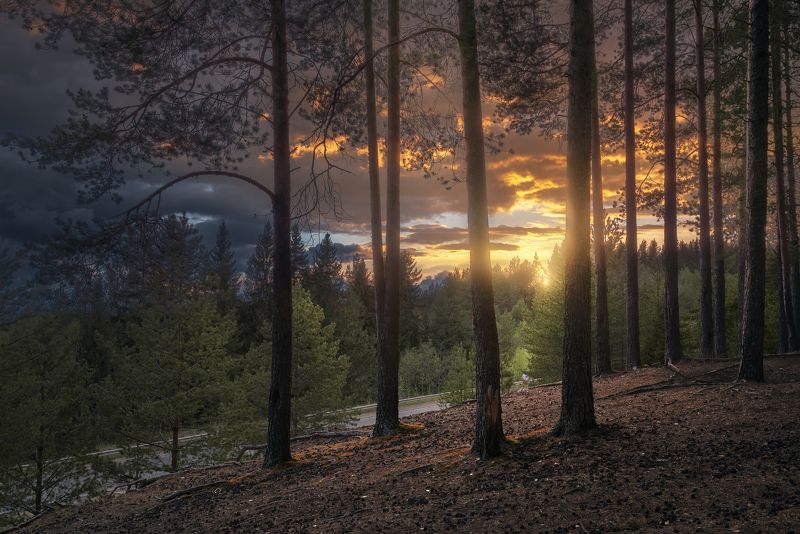 Закат в сосновом бору фото превью