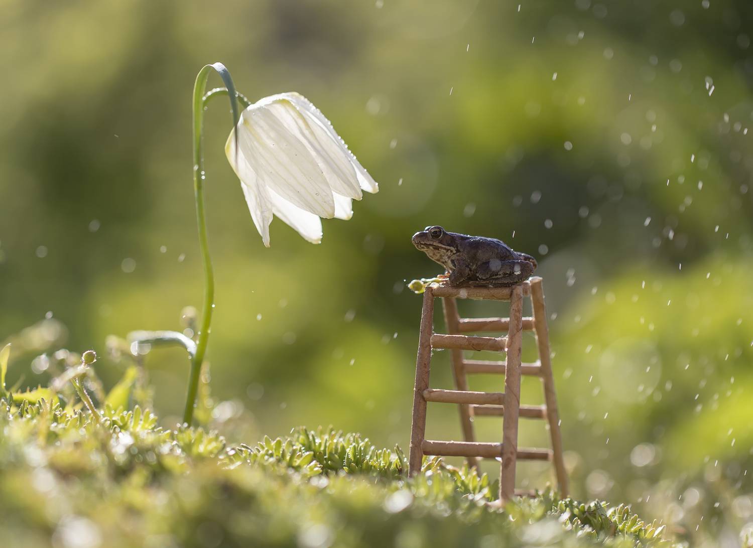 макро, лягушка, Tatyana Fedenkova