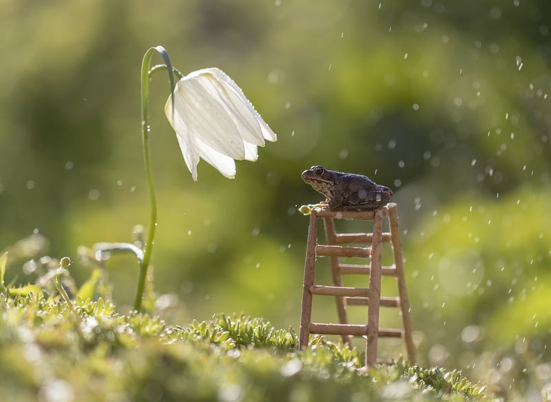 макро, лягушка Просто дождь пошел... фото превью