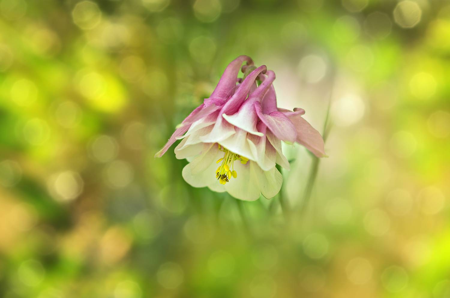 aquilegia, bokeh, close-up, color, colors, columbine, flower, flowers, green, macro, nature, outdoor, photography, pink, plant, plants,, Dr Didi Baev
