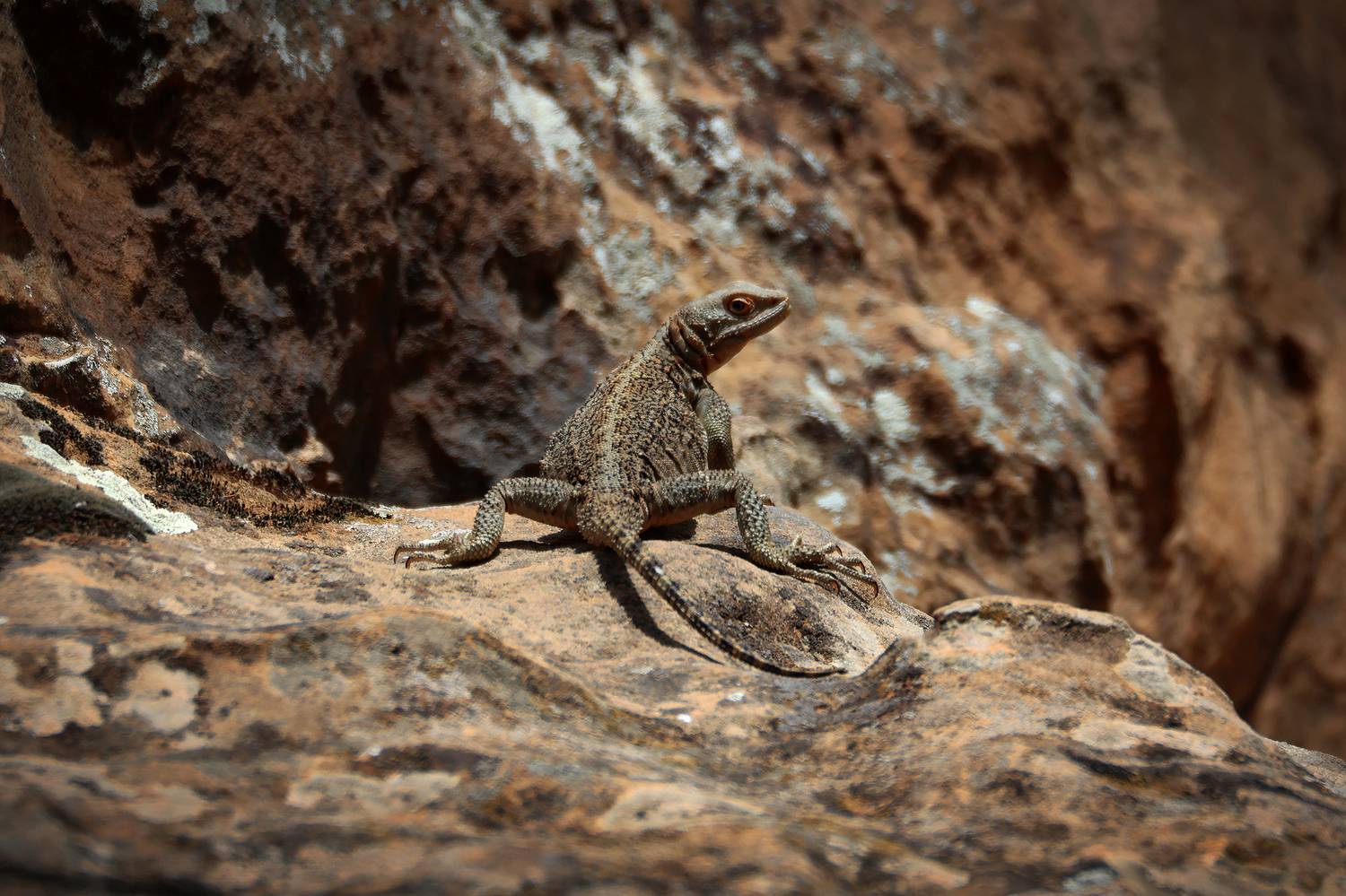 агама,ящерица,горы,дагестан,, Magov Marat