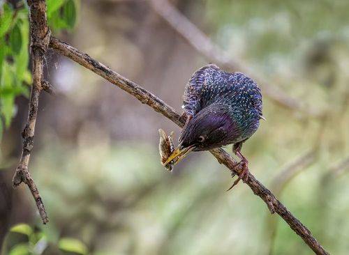 Скворцы и заботы.