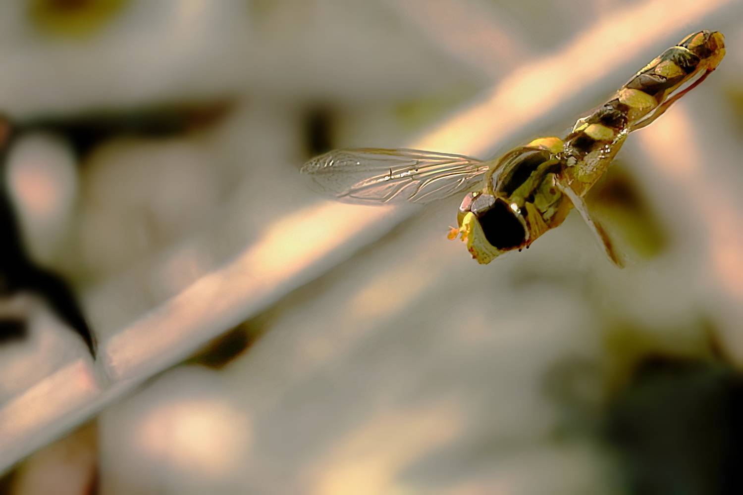 , Кузнецов Дмитрий