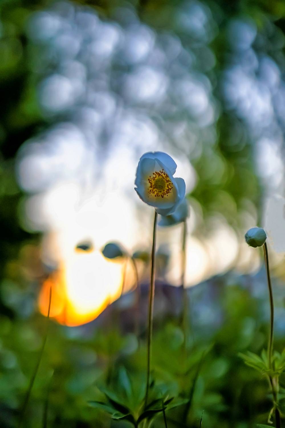 весна, цветы, макро, Подосинников Максим