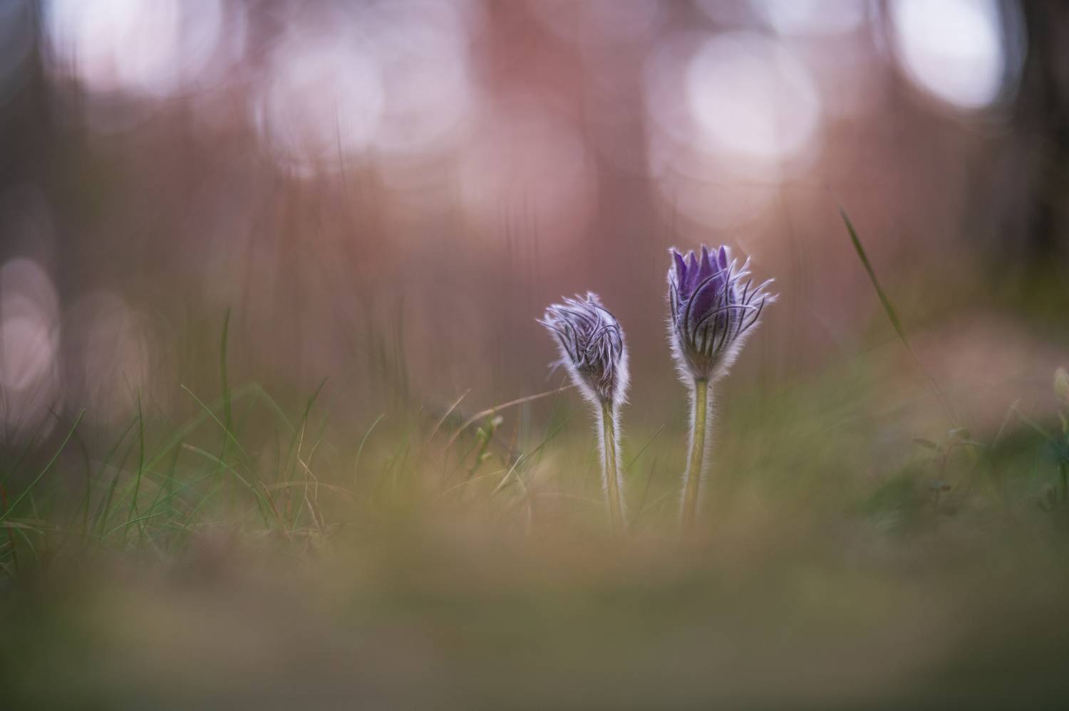 , Третьякова Анастасия