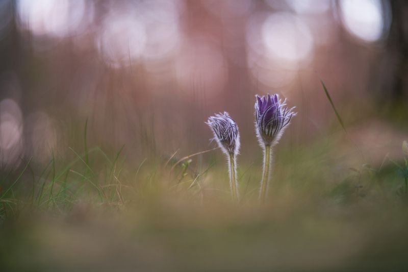 апрельские сны фото превью