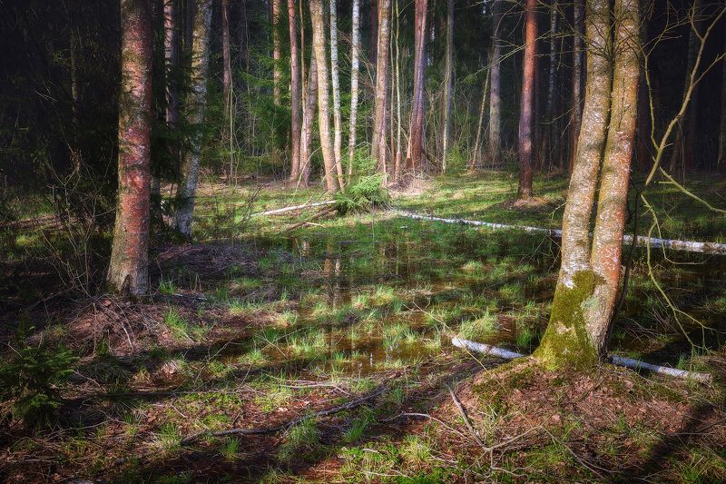 лес, свет В весеннем лесу фото превью
