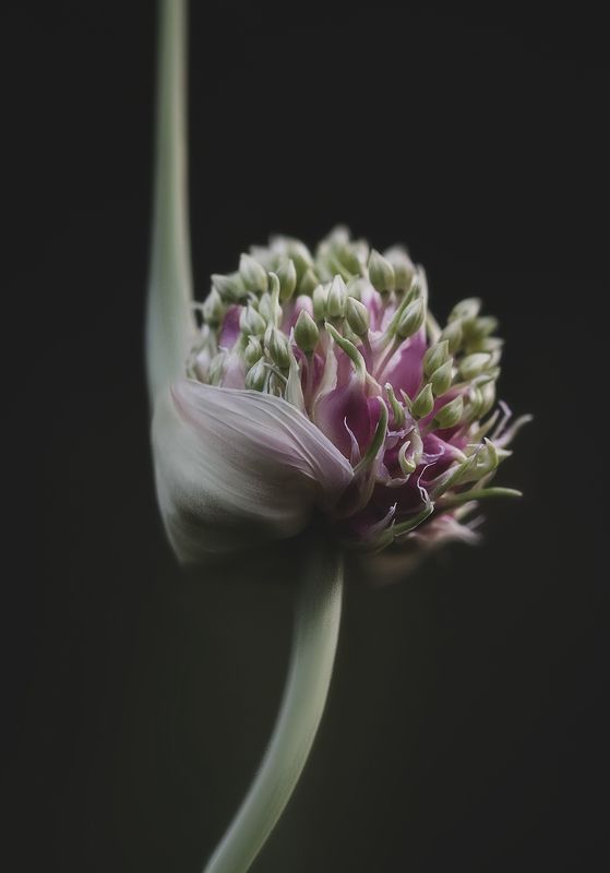 garlic, flower, чеснок  фото превью