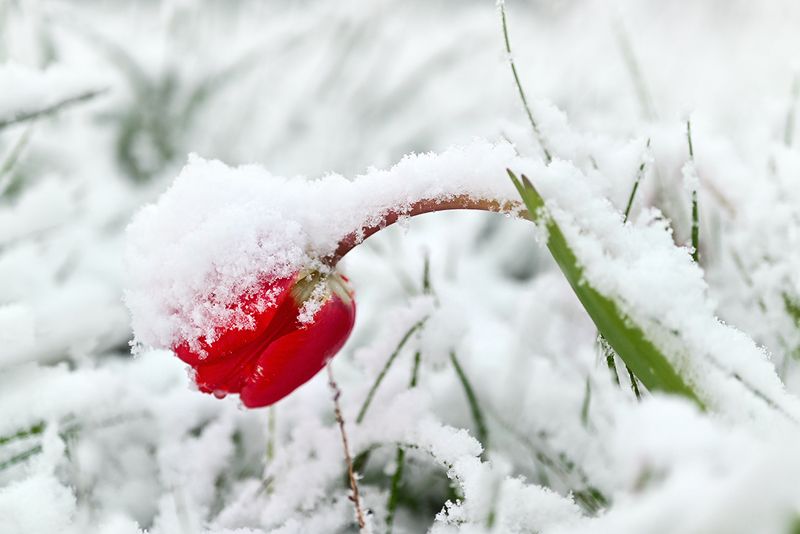 Заснеженные фото превью