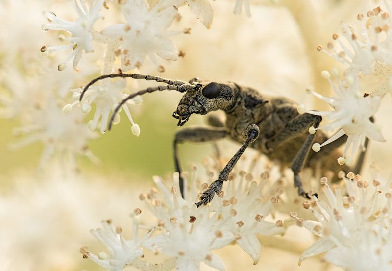 макро, насекомое, цветок *** фото превью