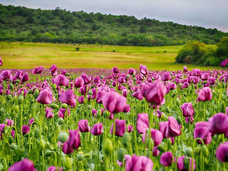 Poppy field фото превью