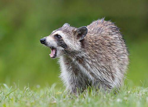 Енот-полоскун -Raccoon