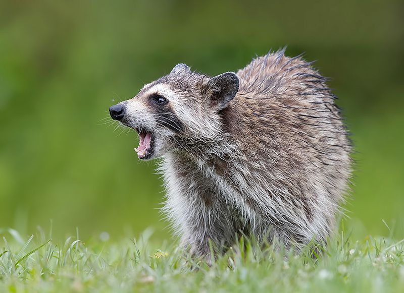 енот обыкновенный, енот-полоскун, raccoon, енот, дикие животные, животные, animals Енот-полоскун -Raccoon фото превью