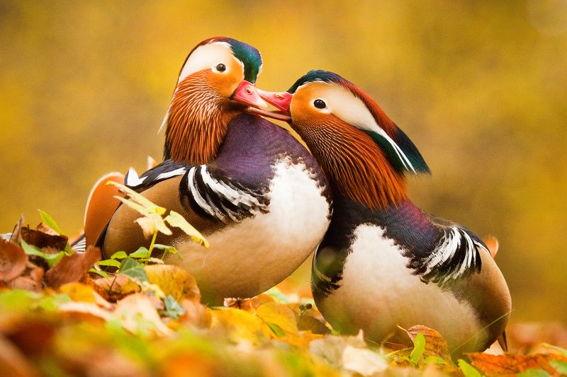 Love фото превью