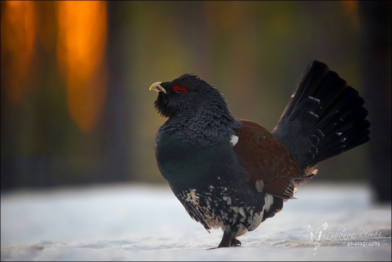 * * * фото превью