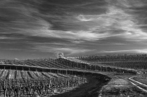 Road in the vineyards