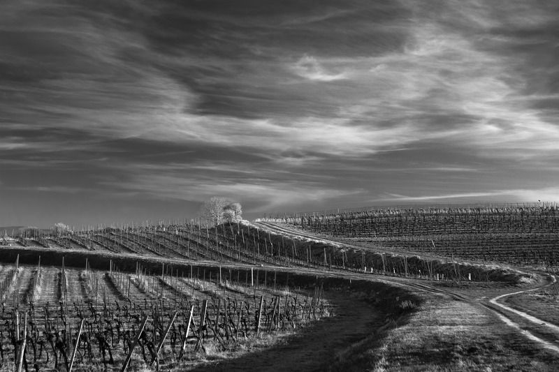 #landscape #vineyards #road #moody Road in the vineyards фото превью