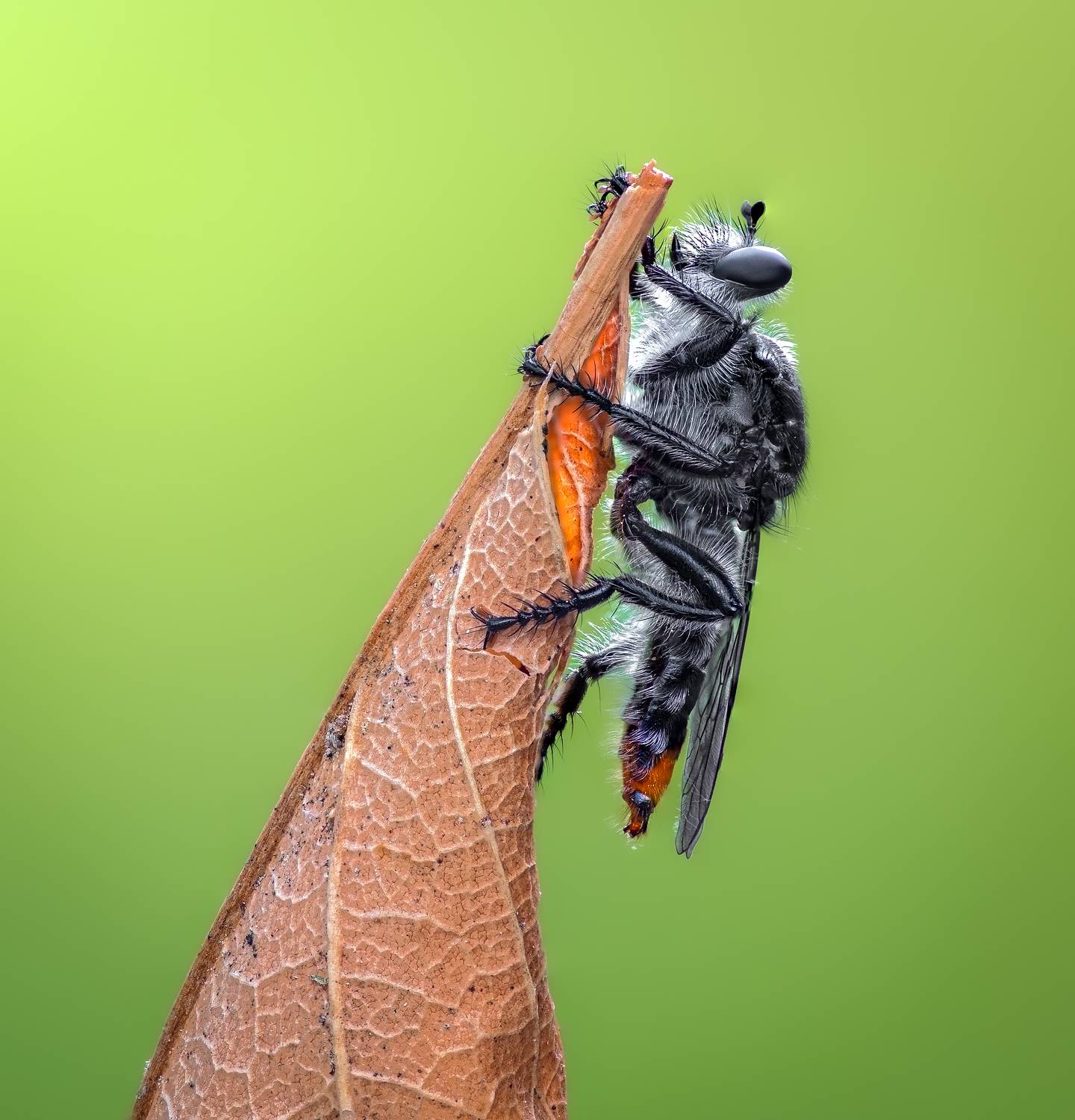robber fly, insect, leaf, tiger fly, macro, bug, nature wild, robber fly, robber,, Atul Saluja