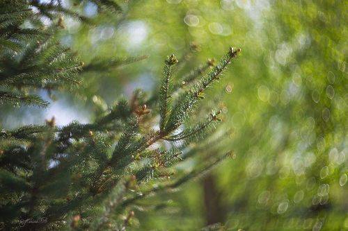 Яркая зелень весны