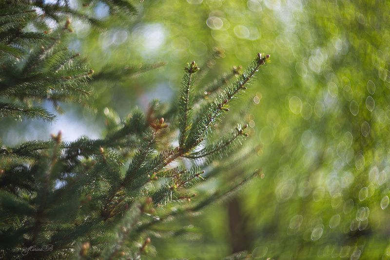 весна, зеленый, листья, береза, ель Яркая зелень весны фото превью