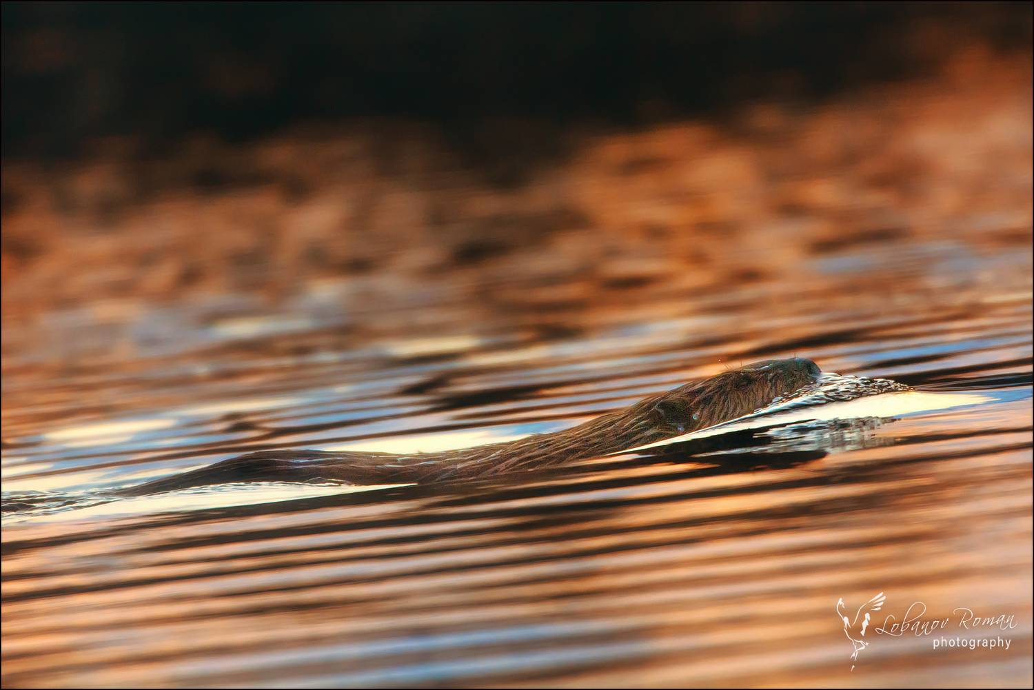 , Лобанов Роман