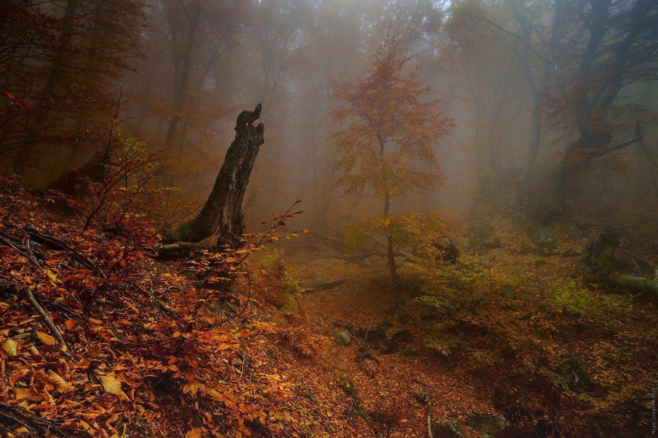 Демерджи, Демерджи-яйла, Крым, Лес, Туман, Олег Логунов