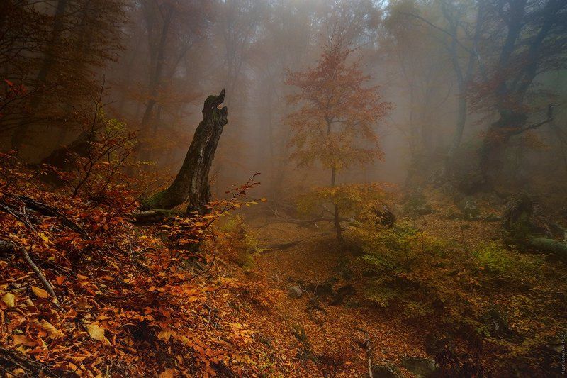 _ фото превью