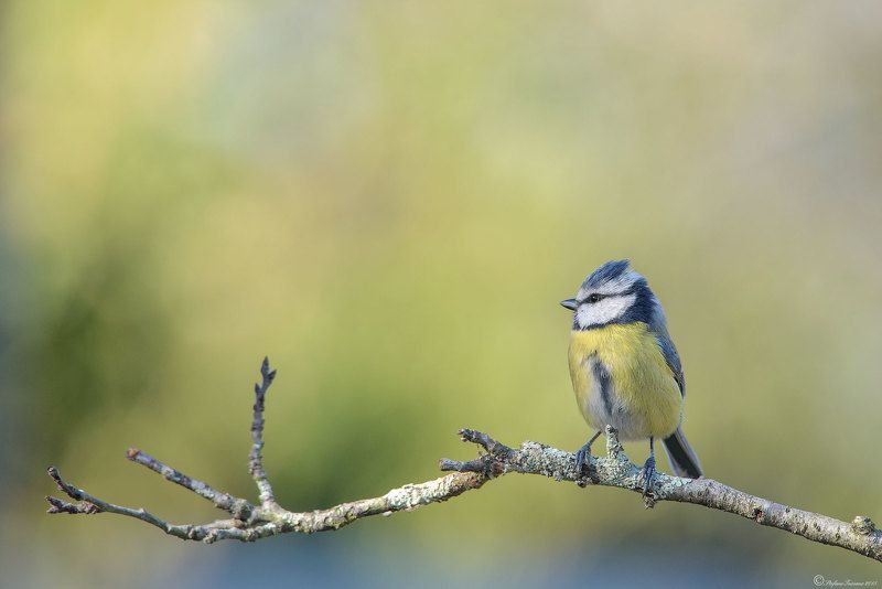 Blue tit фото превью