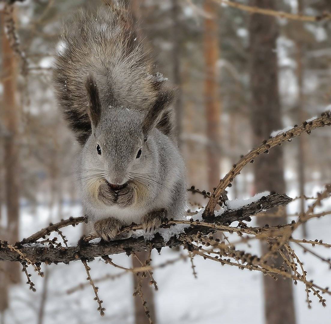 , Олег Богданов
