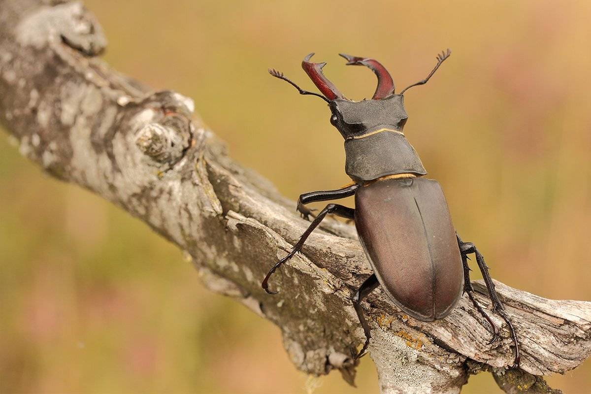 , Роман Рысь