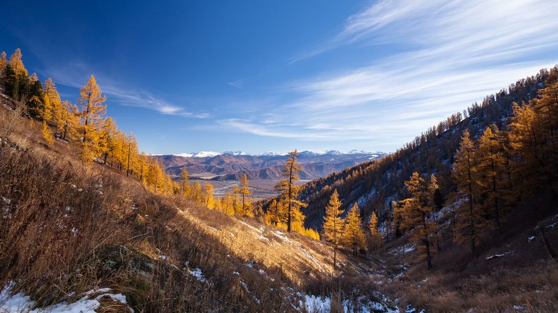 Алтай, природа, горы, деревья, осень, лес, снег, долина, река, Катунь Башталинское ущелье. Алтай. фото превью