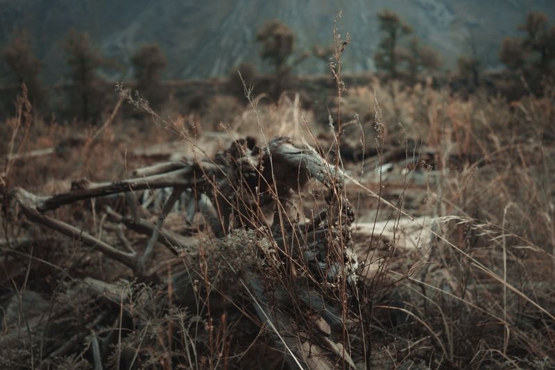 Портфолио фото превью