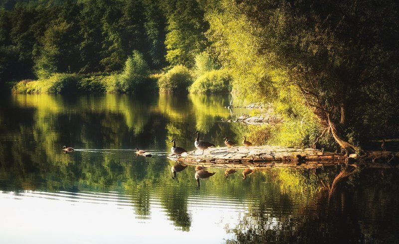 Утро,река,лес,солнце,свет,пейзаж,Morning,river,forest,sun,light,landscape Утро на птичьем дворе фото превью