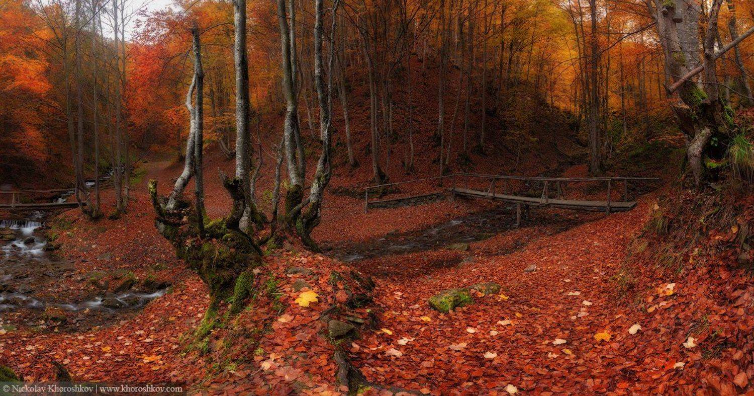 Карпаты, Лес, Осень, Украина, Николай Хорошков
