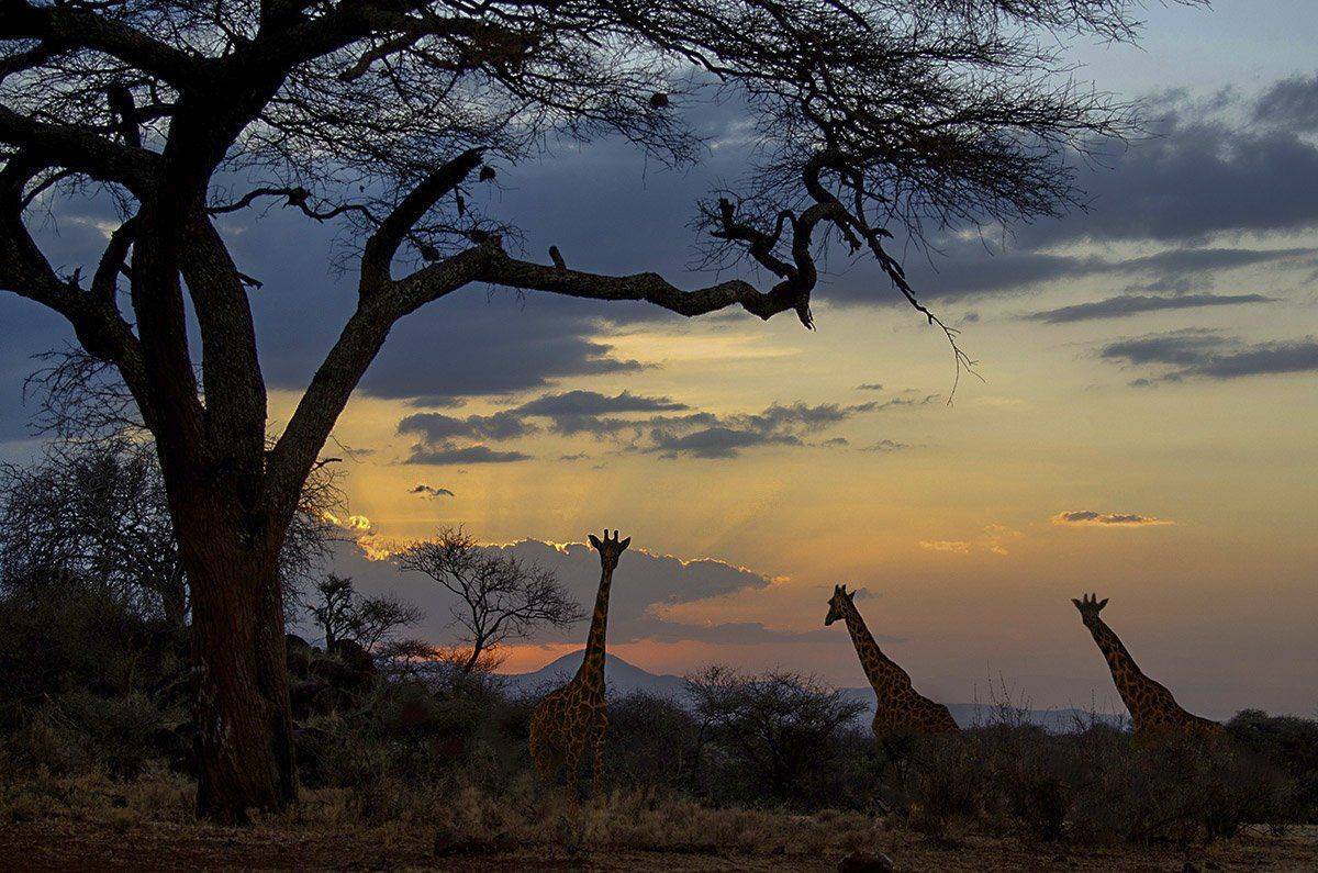 Жирафы, закат, рассвет, саванна, кения, сафари, африка, Марина Мудрова