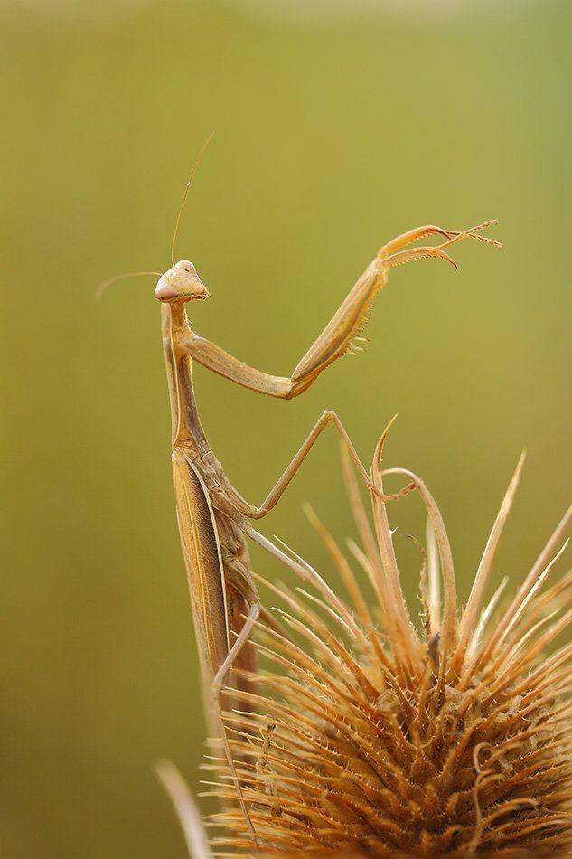 , Роман Рысь