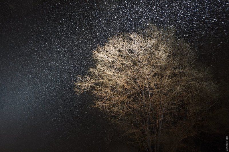 дерево, луч света, москва, ночь, свет, снег, снегопад Звёзная ночь фото превью